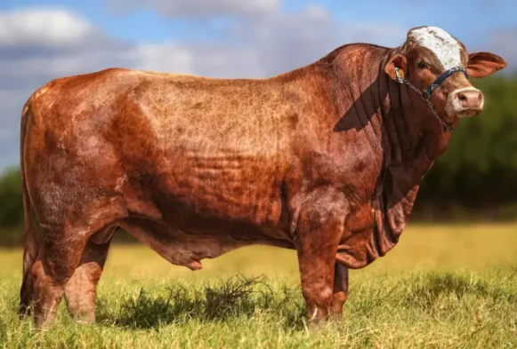 SAEXI Dominador FIV