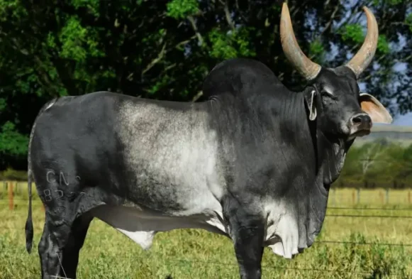 Gajé S
