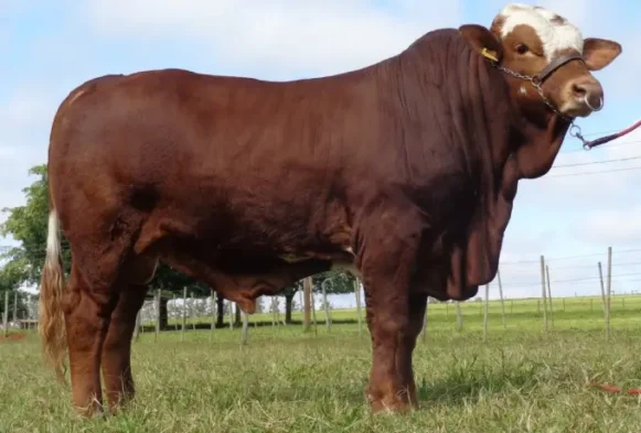 Owen da Terra Roxa
