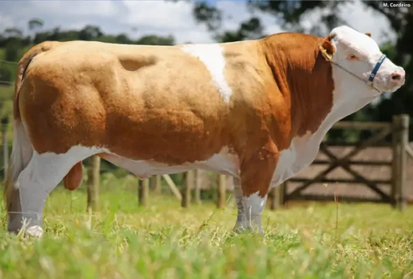 Baltazar Aramis FIV da Fazenda JR