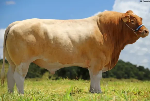 SAEXI Brasileiro