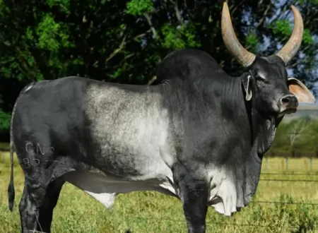 Gaje