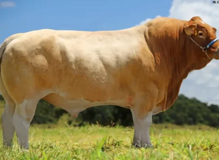 brasileiro
